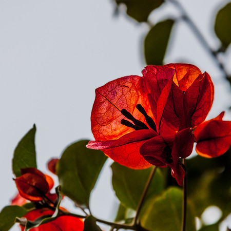Flower in the Sun