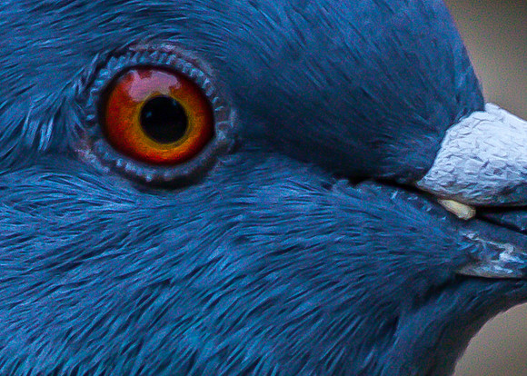 Red Eye