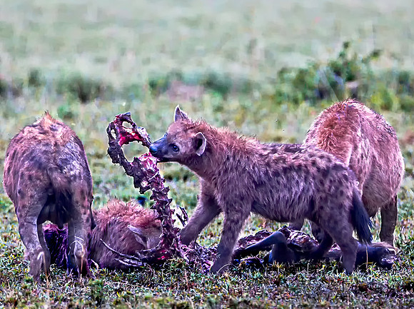 Hyena - Wildebeest Spine