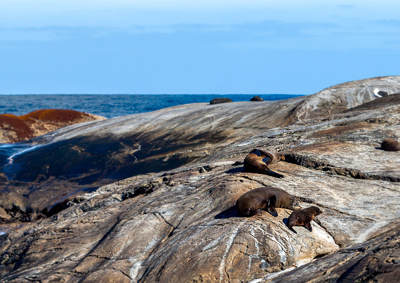 Kiwi Seal family