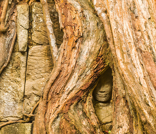 Face in the Tree