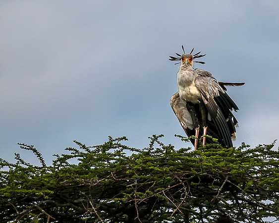 Secretary Bird