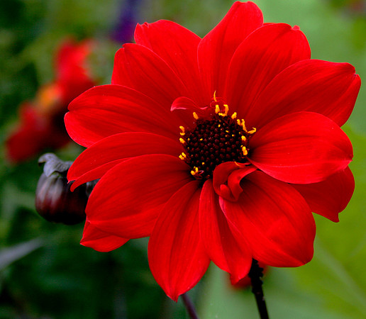 Simply Red and Beautiful