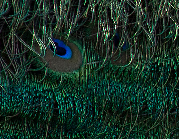 Feathers