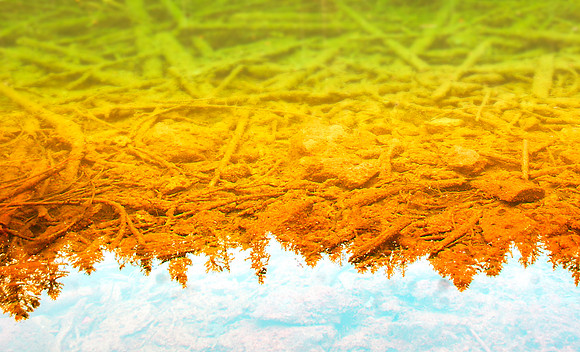 Dead trees --underwater