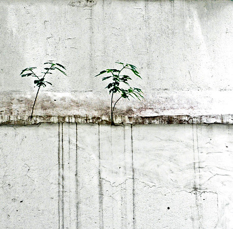 Survival