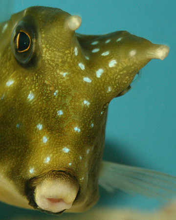 Alien fish