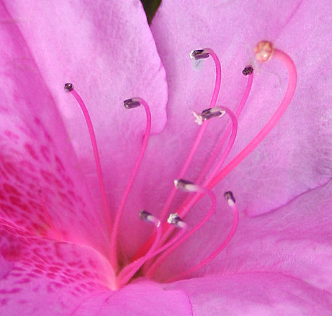 Burst of color