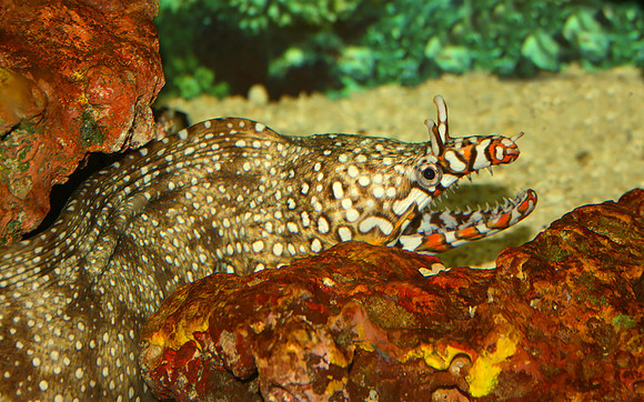 Eel Hiding