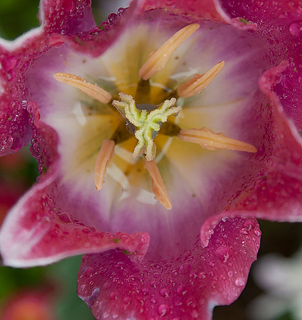 Stamen and Pistil