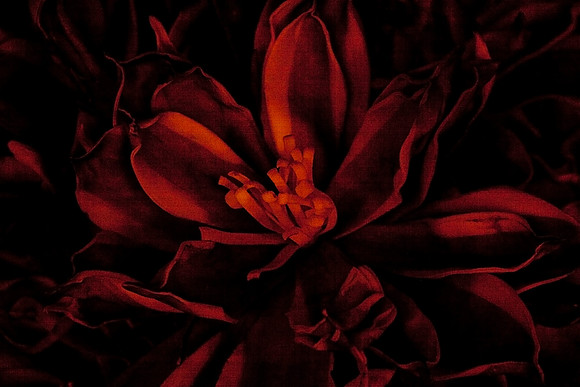 Wooden Flowers