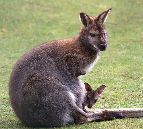 Kanga Roo