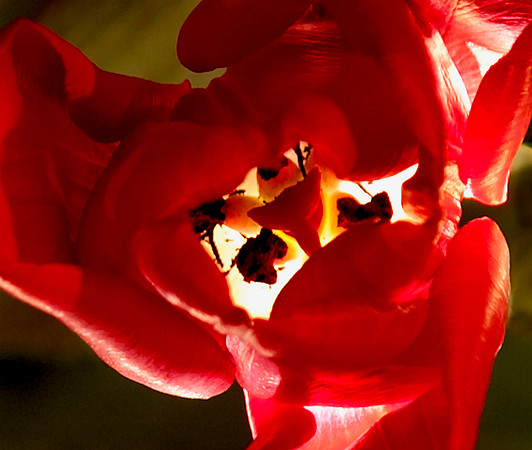 Red Tulip