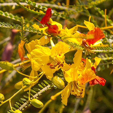 Flower of Galilee