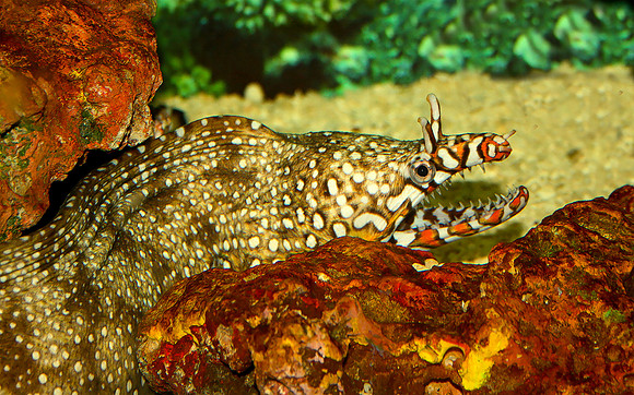 Eel Hiding