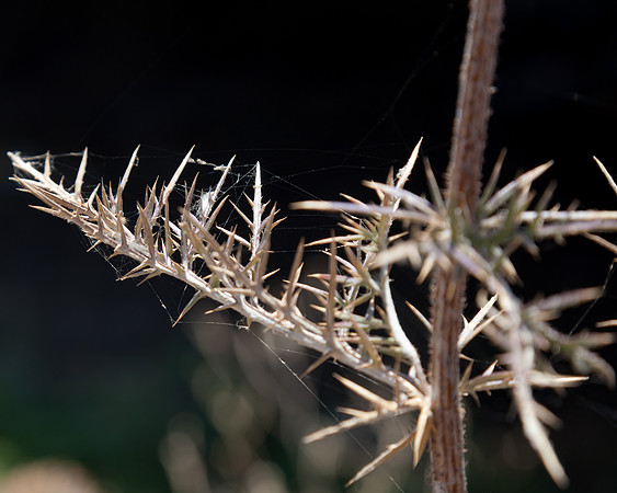 Thorns for a crown