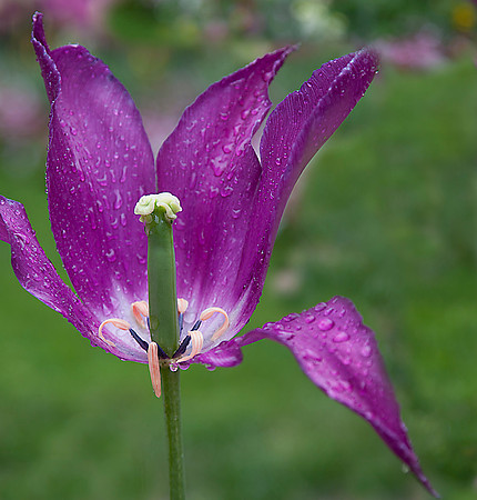 Tres beau purple
