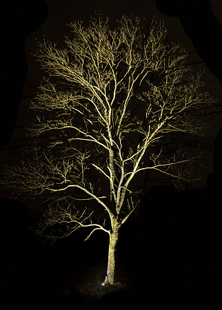The White Tree
