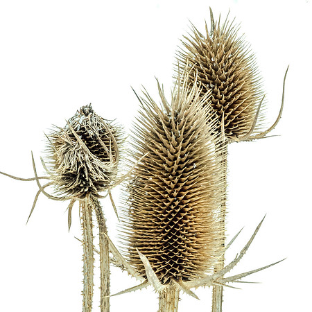 Thistles