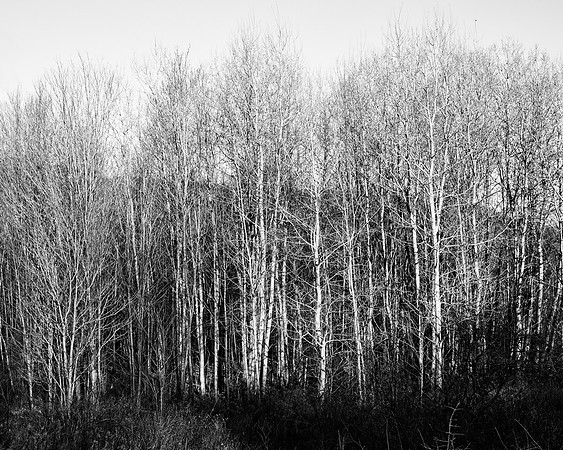 Shadows
