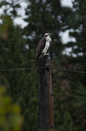 Hawk