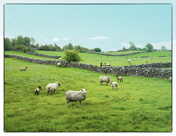 Ireland Hills Fences and Sheep