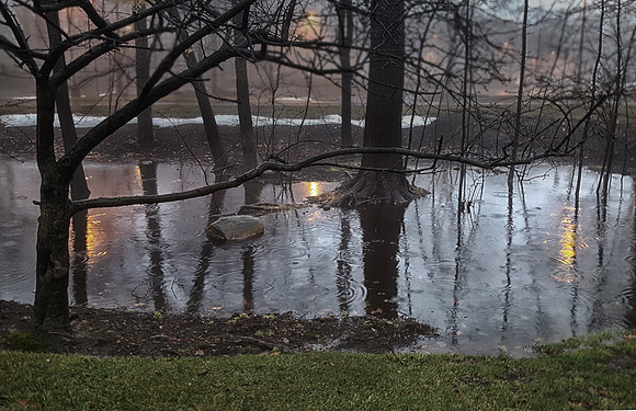 Trees in the Rain
