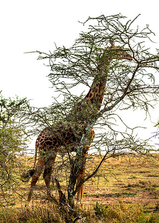 Giraffe - I'm hiding here