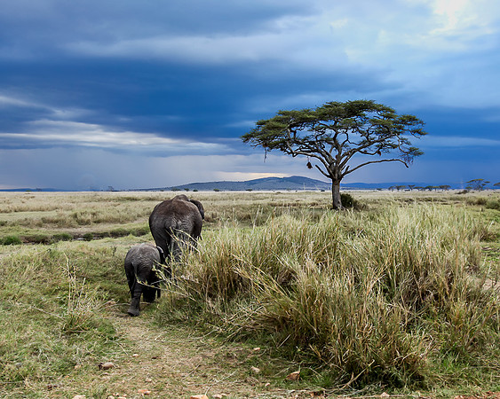 Elephants in Approaching Storm