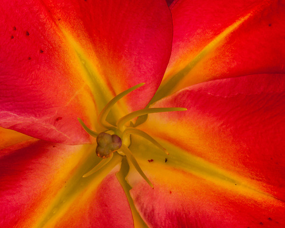 Flower or Hopper