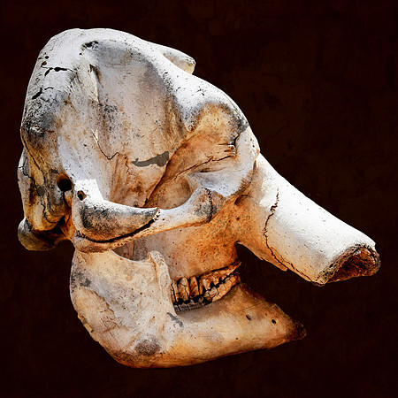 Elephant skull
