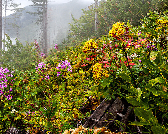 Hillside Flowers