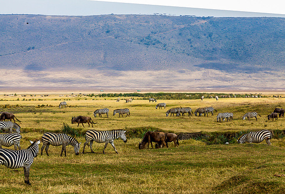 Zebras and their mates the wildebeests