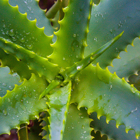 Green Spikes