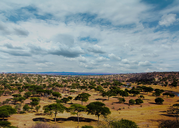 Plains of Tarangire