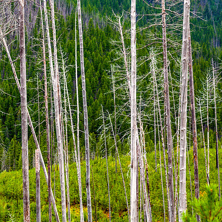 Standing Trees