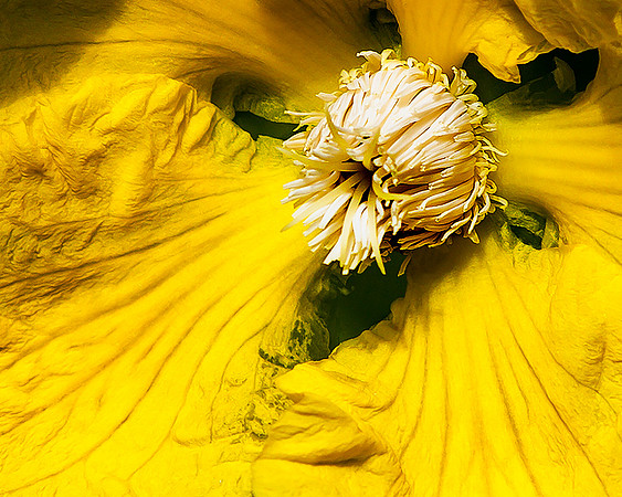 yellow-flower