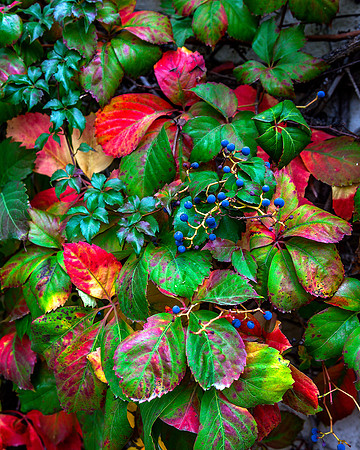 Colors of Fall in Portugal