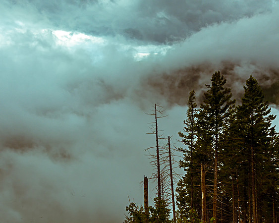 Trees in the clouds