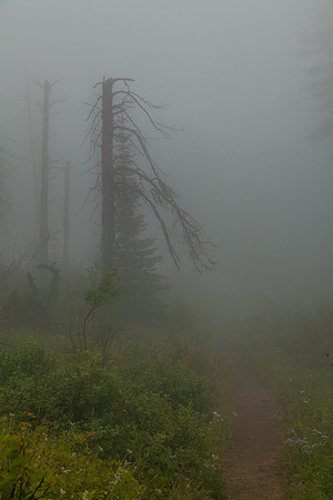 Lone tree