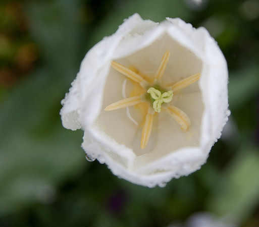 white tulip