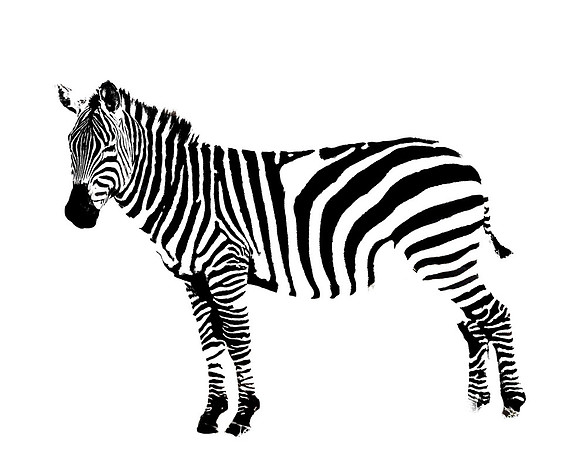 Zebra