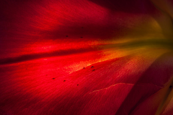 Red Petal