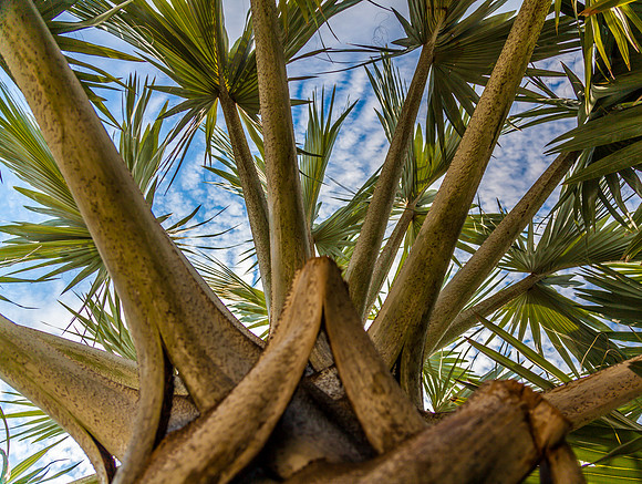 Palm