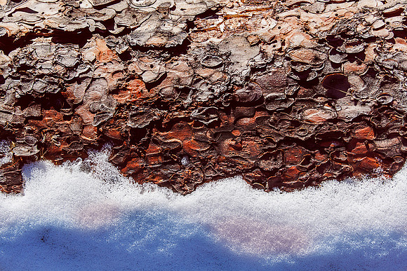 Bark and snow