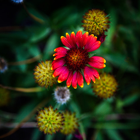 Red dandillion